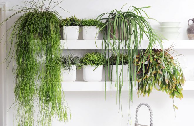 Een van onze planten kopen?