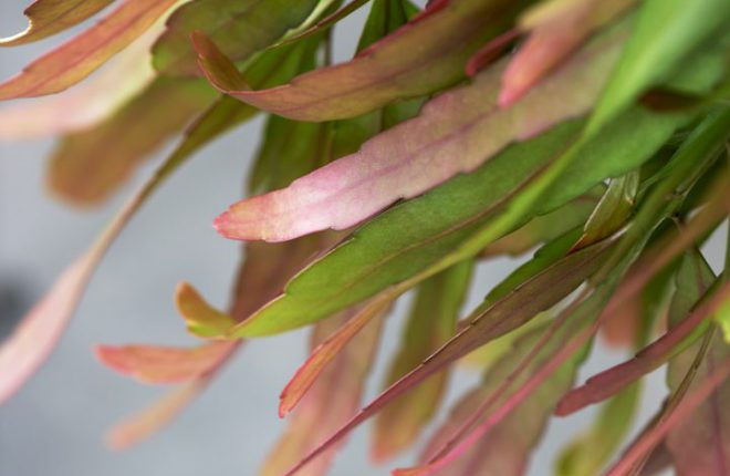 Een van onze planten kopen?